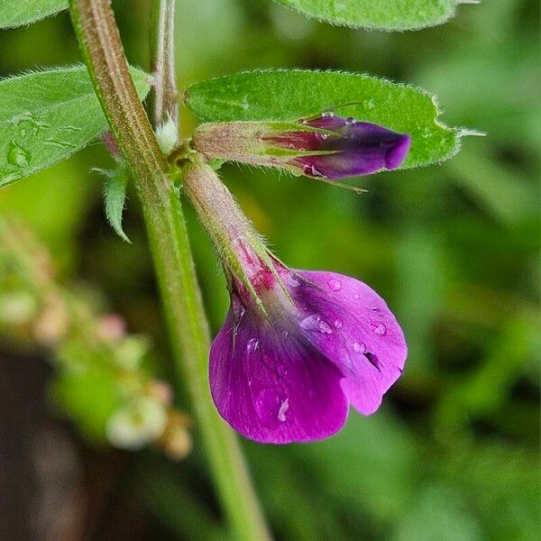 Vicia sativa Blüte