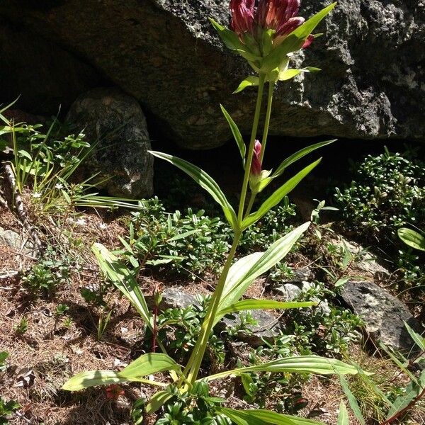 Gentiana purpurea Habitus