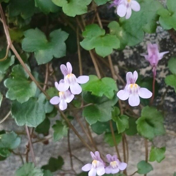 Cymbalaria muralis Квітка