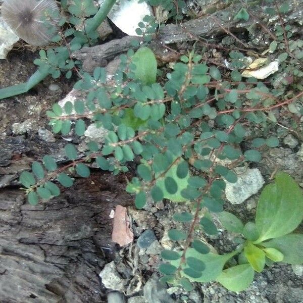 Euphorbia thymifolia List