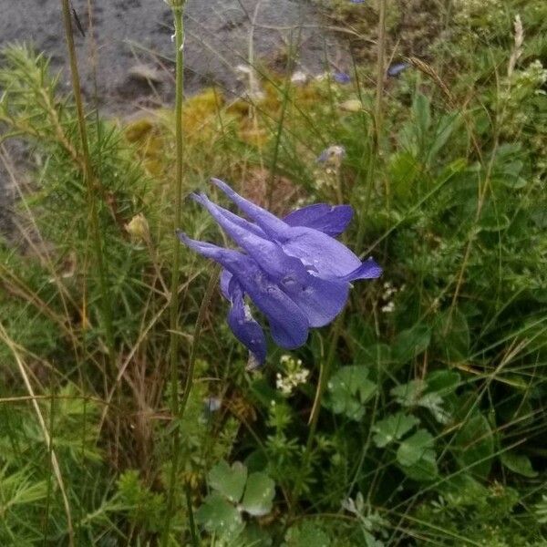 Aquilegia pyrenaica Квітка