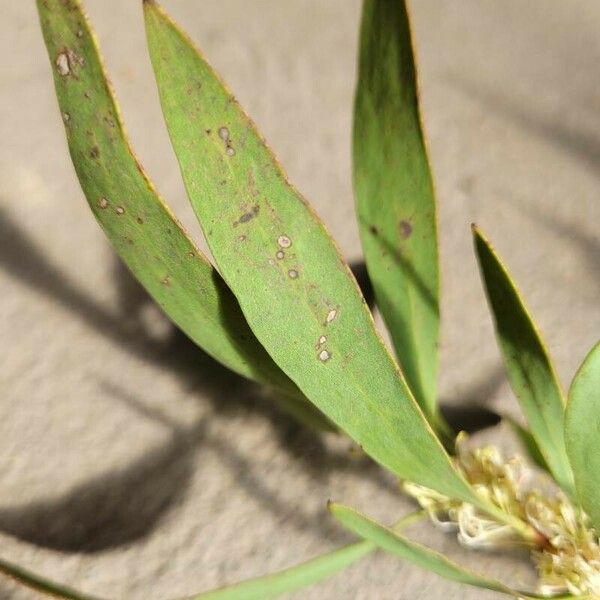 Hakea salicifolia Leaf