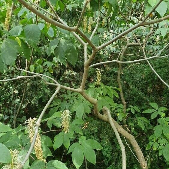 Aesculus parviflora Habitus