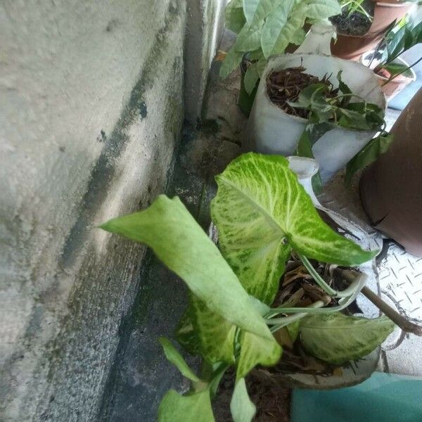 Syngonium podophyllum Fuelha