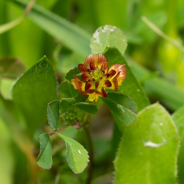 Trifolium spadiceum Хабит