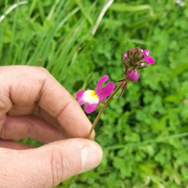 Linaria maroccana Kvet