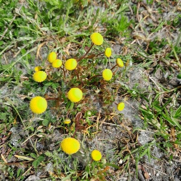 Cotula coronopifolia অভ্যাস