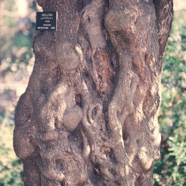 Phillyrea latifolia Bark