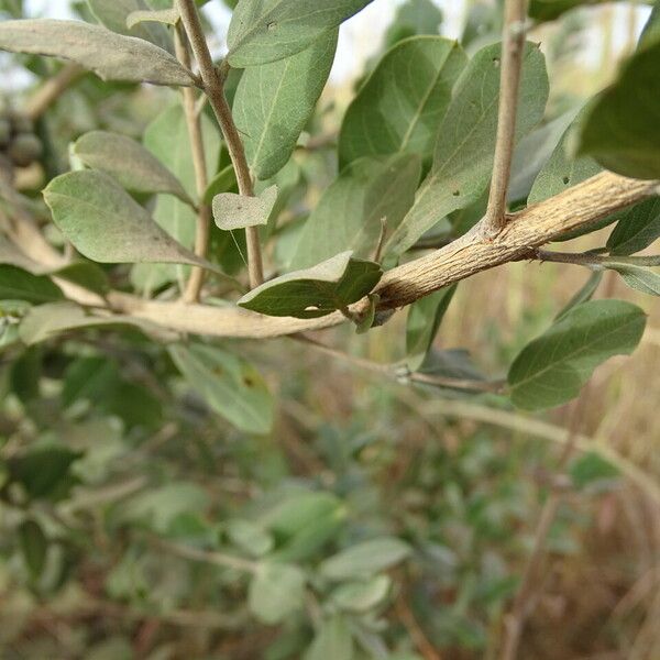 Guiera senegalensis 樹皮