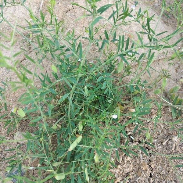 Vicia tetrasperma 叶