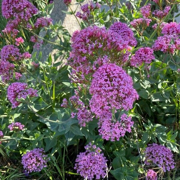 Centranthus ruber ফুল