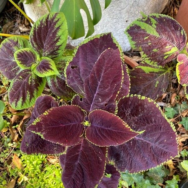 Solenostemon scutellarioides Fiore