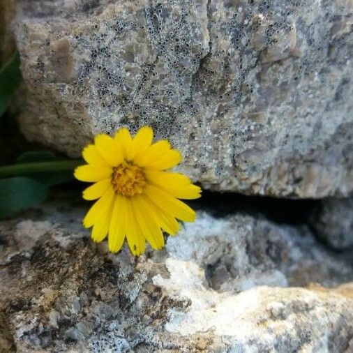 Calendula arvensis Květ