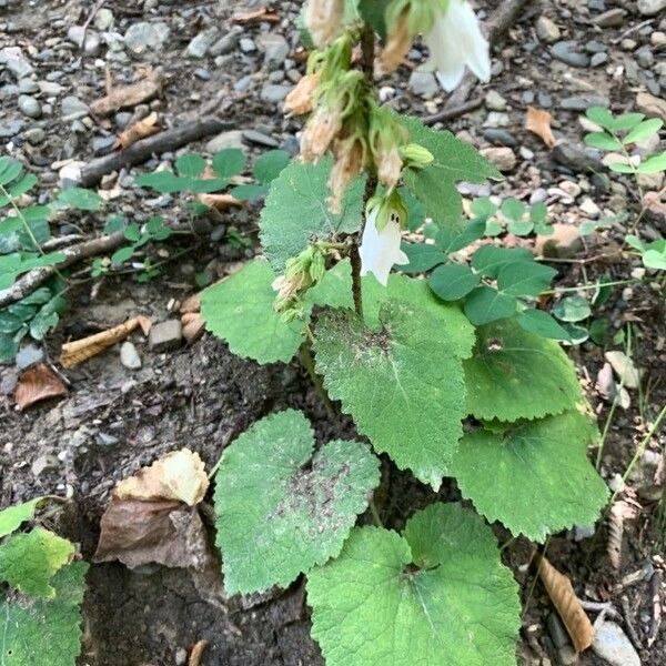 Campanula alliariifolia Lehti