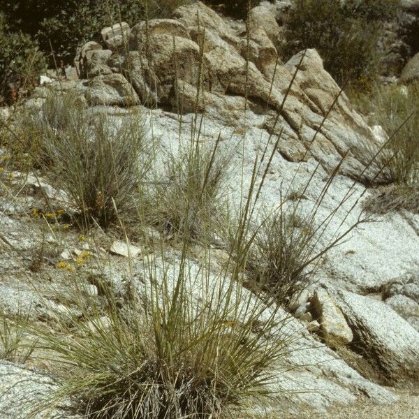 Muhlenbergia rigens Costuma