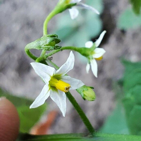 Solanum nigrum Flor