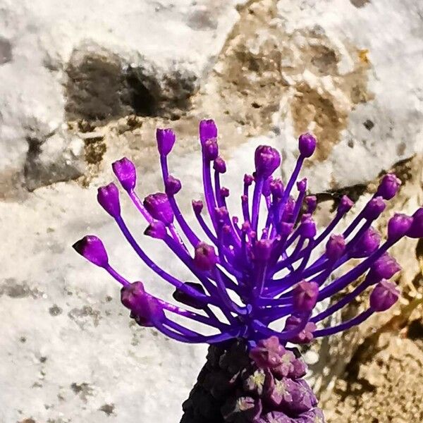 Muscari comosum Kwiat