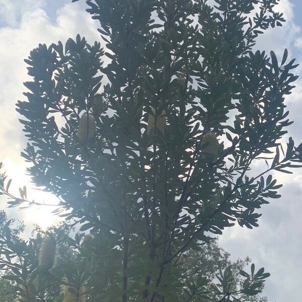 Banksia integrifolia অভ্যাস
