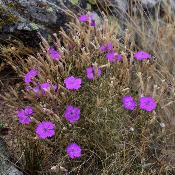 Dianthus nardiformis