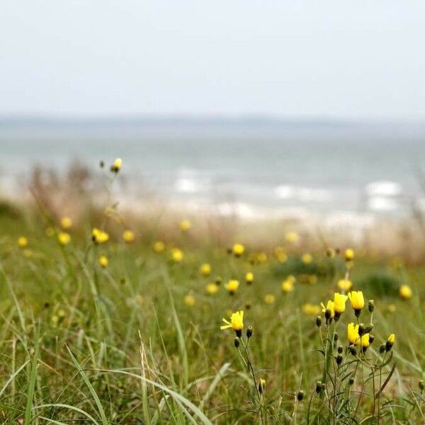 Hieracium umbellatum Květ