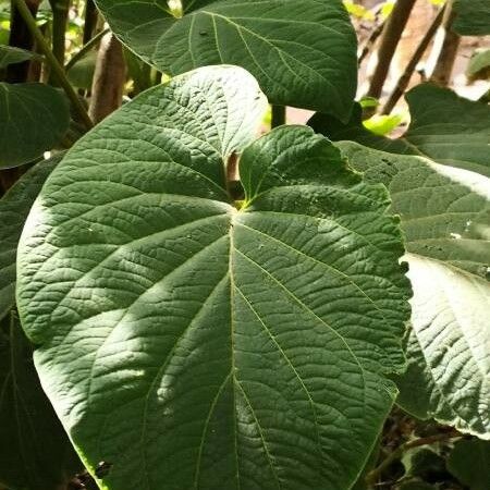 Piper methysticum Leaf