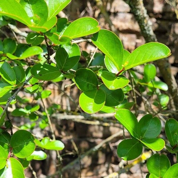 Lagerstroemia indica Leaf