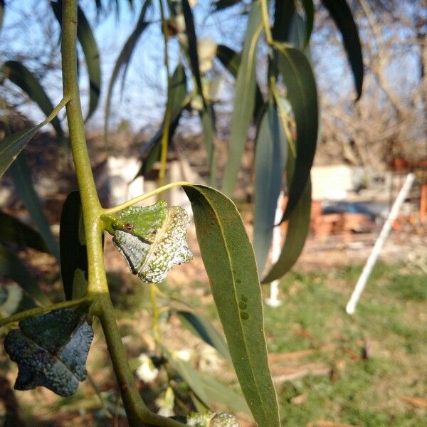 Eucalyptus globulus Leaf