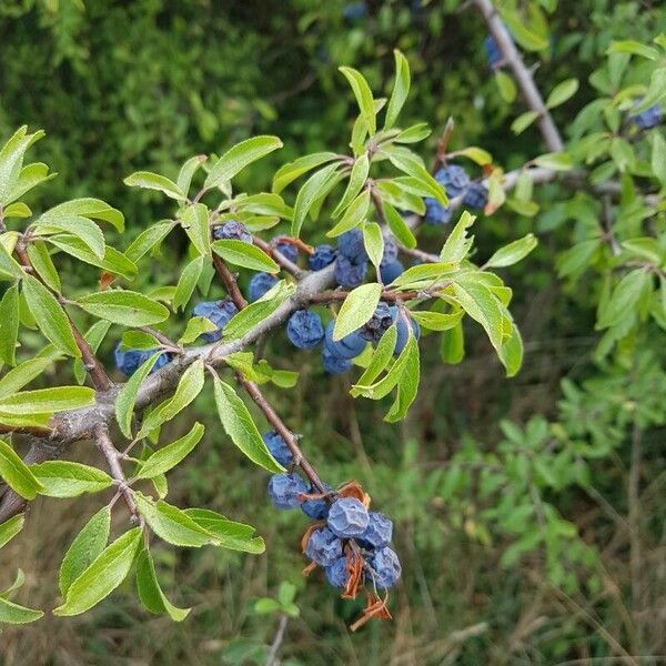 Prunus × fruticans Hoja