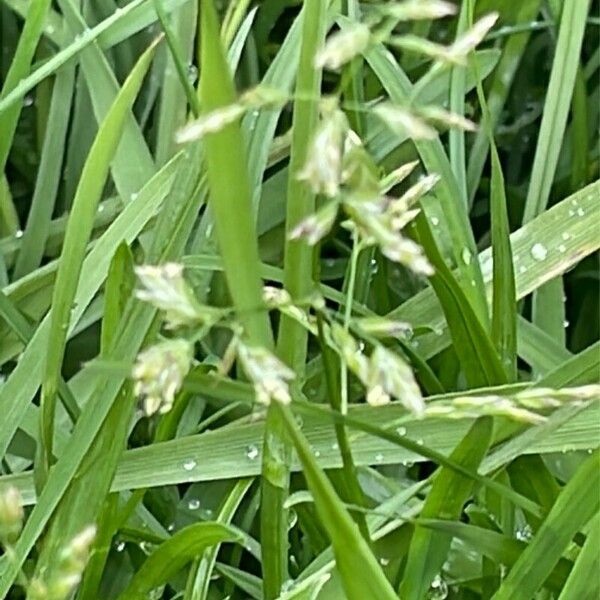 Poa annua Flower