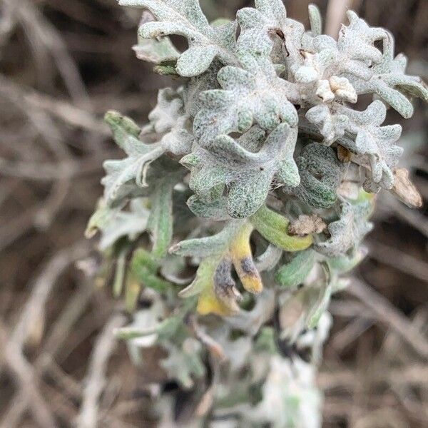 Ambrosia chamissonis Blad