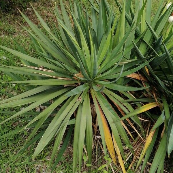 Yucca gloriosa Leaf