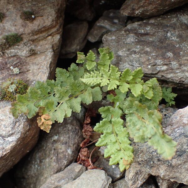 Woodsia alpina Vivejo