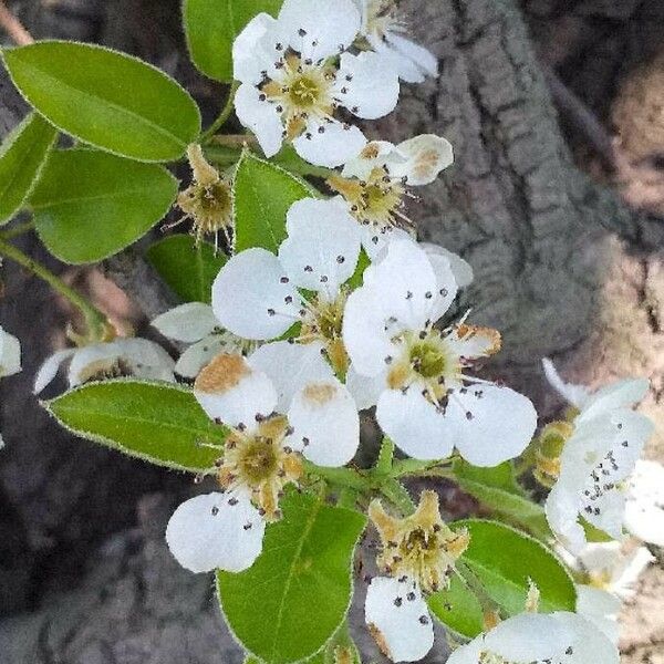 Pyrus communis Fiore