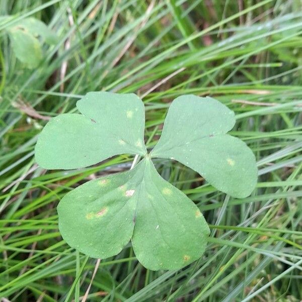 Oxalis debilis 叶