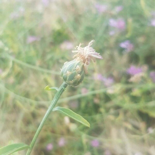 Centaurea diluta Blüte