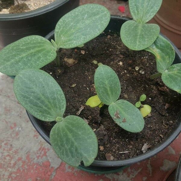 Cucurbita moschata Hostoa