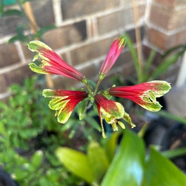 Alstroemeria psittacina Flower