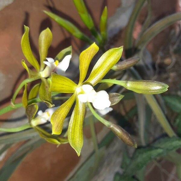 Encyclia tampensis Floare