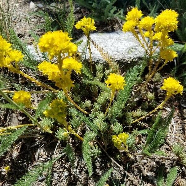 Sedum lanceolatum Fiore