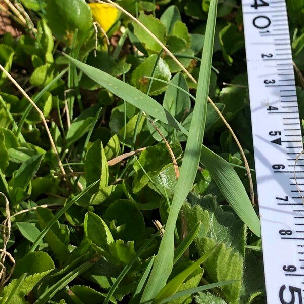 Phleum alpinum Leaf