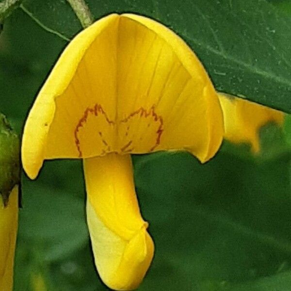 Colutea arborescens Blomst