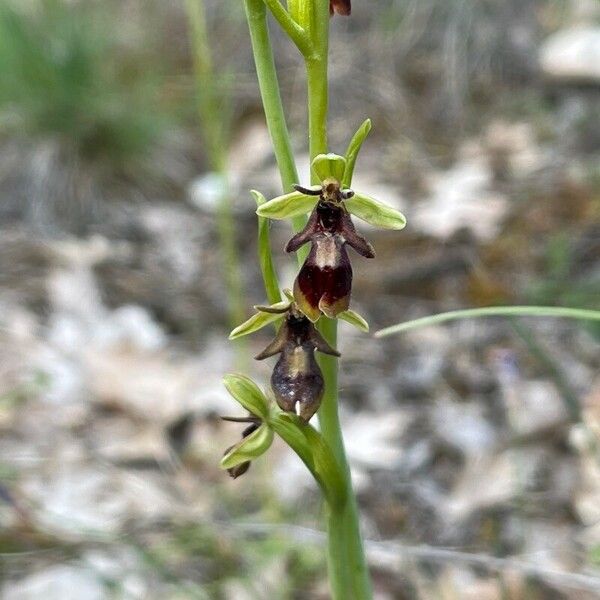 Ophrys insectifera Kukka