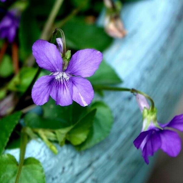 Viola riviniana Flower