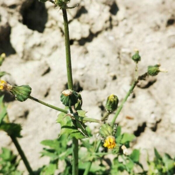 Sonchus oleraceus Õis