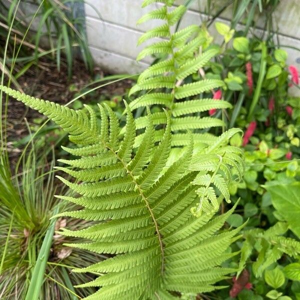 Thelypteris dentata Leaf