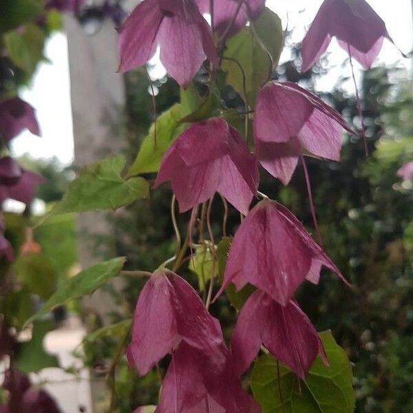 Rhodochiton atrosanguineus Flower