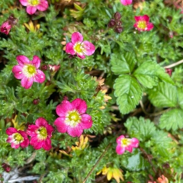 Saxifraga rosacea Çiçek