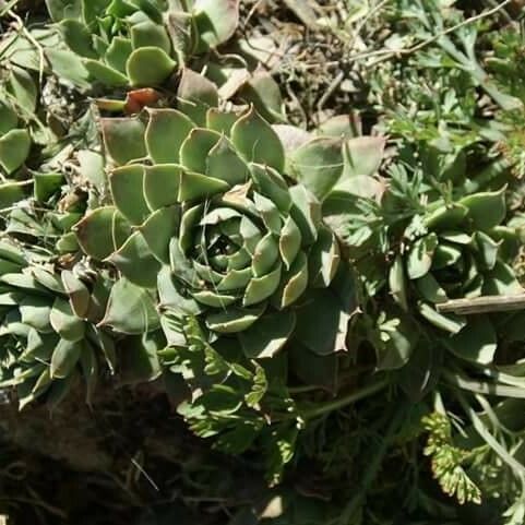 Sempervivum tectorum Folla