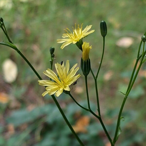 Lapsana communis Fiore