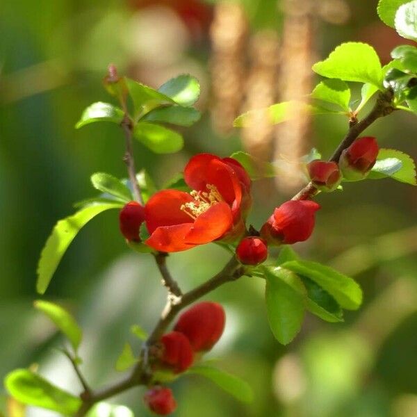 Chaenomeles speciosa Habitus